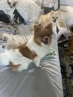 Rayna, a female Pomeranian for sale in Saucier, MS – 1 of 9