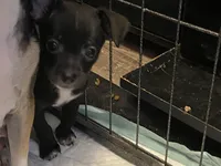 Tiny, a male Chihuahua for sale in Saucier, MS – 10 of 10