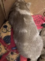 Cutie pie, a female Pomeranian for sale in Saucier, MS – 3 of 3