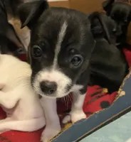 Oreo, a male Chihuahua for sale in Saucier, MS – 2 of 5