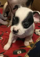 Petey , a male Chihuahua for sale in Saucier, MS – 3 of 4