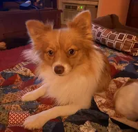 Rayna, a female Pomeranian for sale in Saucier, MS – 9 of 9