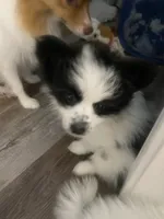 Oscar, a male Pomeranian for sale in Saucier, MS – 9 of 9