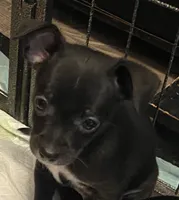 Tiny, a male Chihuahua for sale in Saucier, MS – 8 of 10