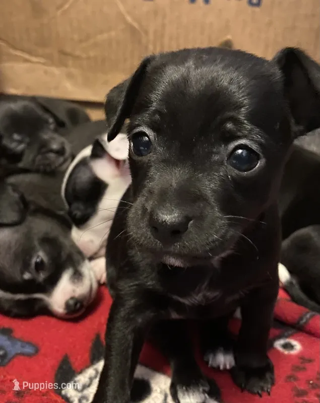 Boo – Chihuahua puppy for sale in Saucier, MS