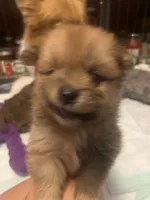 Danny boy, a male Pomeranian for sale in Saucier, MS – 8 of 8