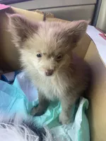 Ghost girl, a female Pomeranian for sale in Saucier, MS – 3 of 8