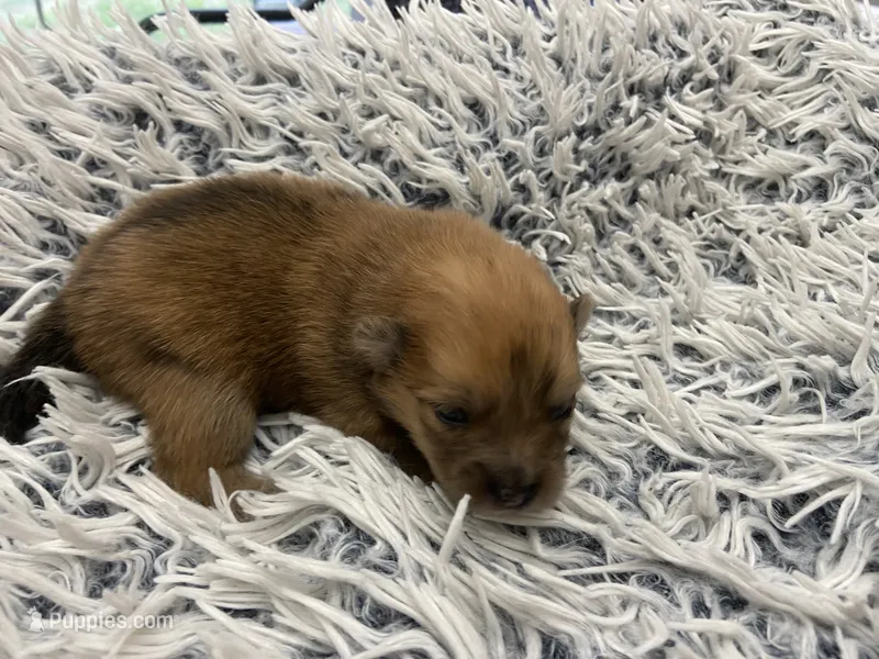 Sable boy – Pomeranian puppy for sale in Saucier, MS