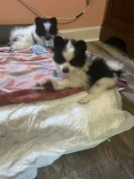 Oscar, a male Pomeranian for sale in Saucier, MS – 2 of 9