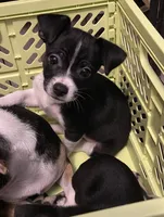 Bobo, a male Chihuahua for sale in Saucier, MS – 10 of 10
