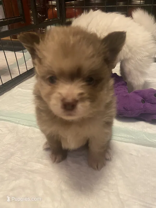 Cutie pie – Pomeranian puppy for sale in Saucier, MS
