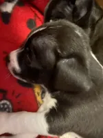 Oreo, a male Chihuahua for sale in Saucier, MS – 4 of 5