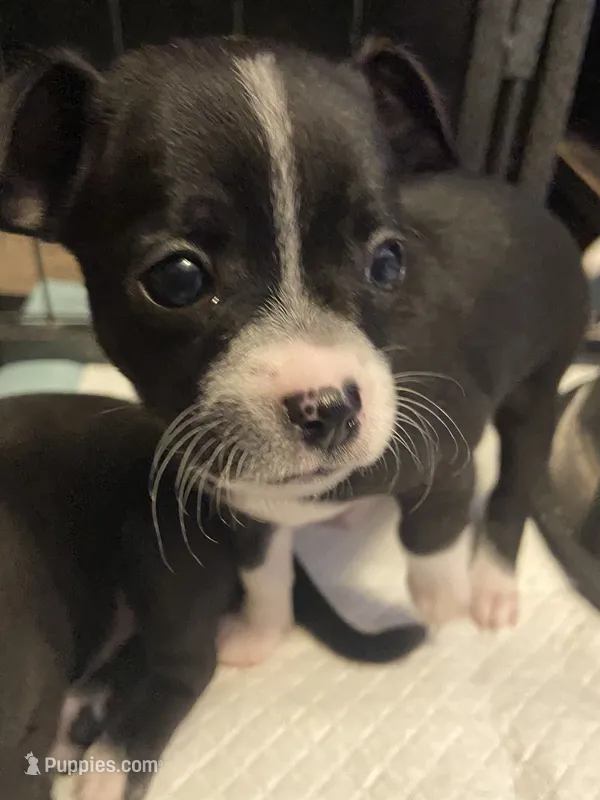 Sooty  – Chihuahua puppy for sale in Saucier, MS