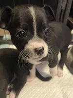 Sooty , a female Chihuahua for sale in Saucier, MS – 1 of 2