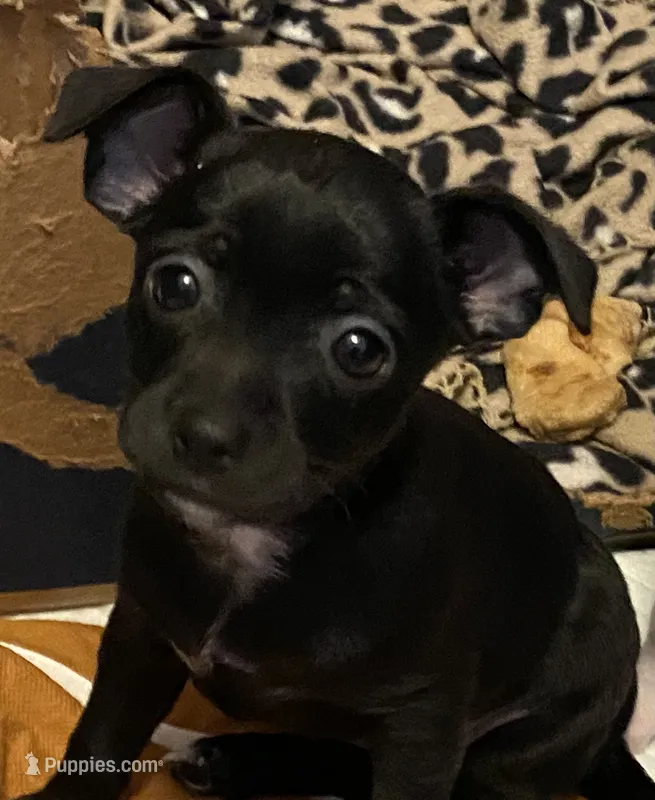 Shadow – Chihuahua puppy for sale in Saucier, MS