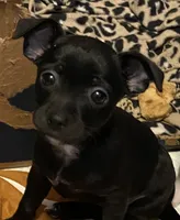 Tiny, a male Chihuahua for sale in Saucier, MS – 3 of 10