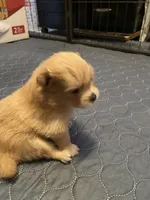 Rusty, a male Pomeranian for sale in Saucier, MS – 2 of 6