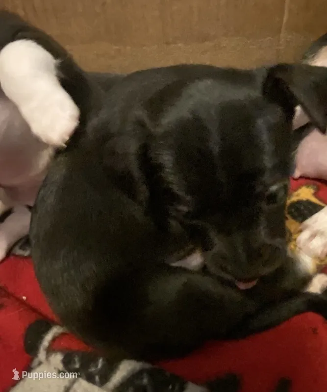 Pax – Chihuahua puppy for sale in Saucier, MS