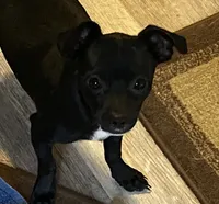 Harley, a male Chihuahua for sale in Saucier, MS – 5 of 7