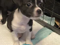 Bobo, a male Chihuahua for sale in Saucier, MS – 8 of 10