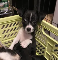 Bobo, a male Chihuahua for sale in Saucier, MS – 9 of 10
