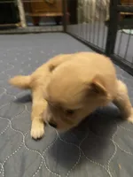 Rusty, a male Pomeranian for sale in Saucier, MS – 6 of 6