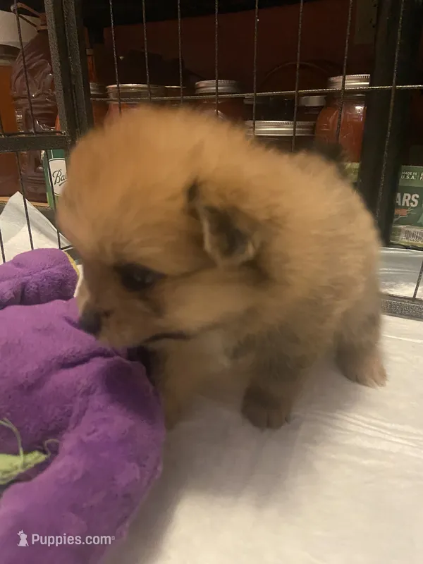 Sable boy – Pomeranian puppy for sale in Saucier, MS