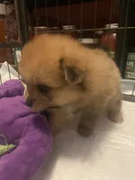 Danny boy, a male Pomeranian for sale in Saucier, MS – 3 of 8