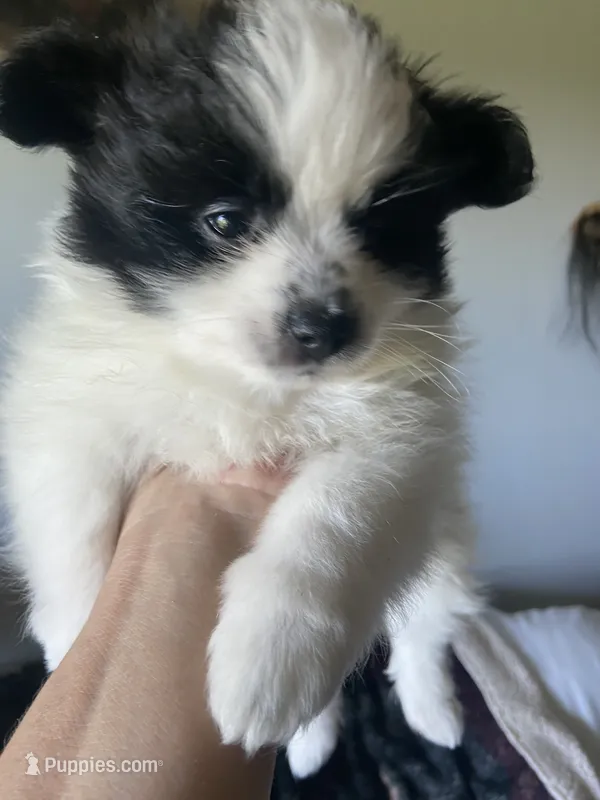 Oscar – Pomeranian puppy for sale in Saucier, MS