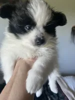 Oscar, a male Pomeranian for sale in Saucier, MS – 1 of 10