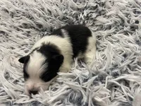 Coco, a male Pomeranian for sale in Saucier, MS – 5 of 6