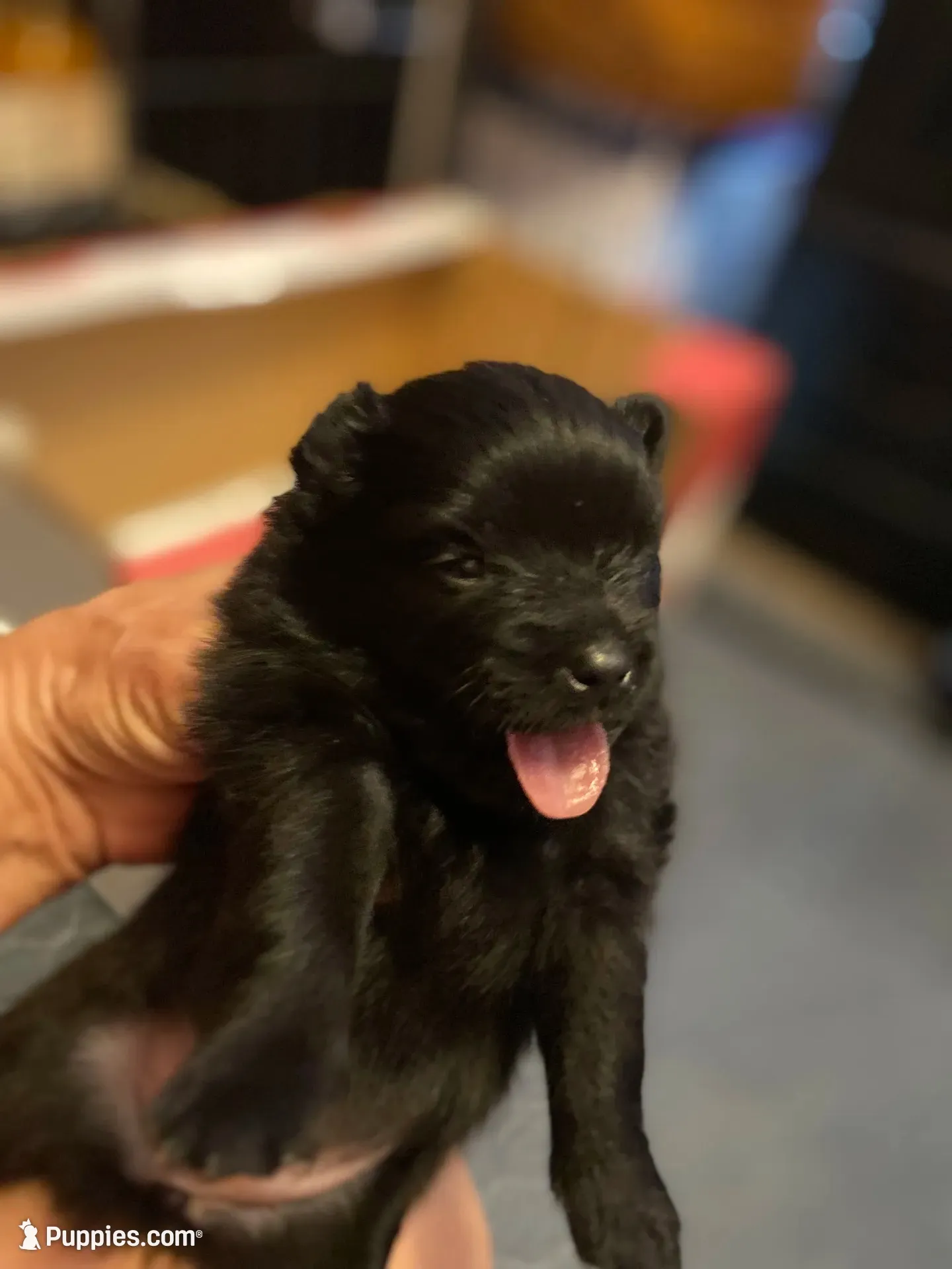 Silk, a female Pomeranian for sale in Saucier, MS – 2 of 8