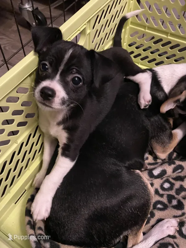 Oreo – Chihuahua puppy for sale in Saucier, MS