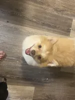 Kobe, a male Pomeranian for sale in Saucier, MS – 5 of 5