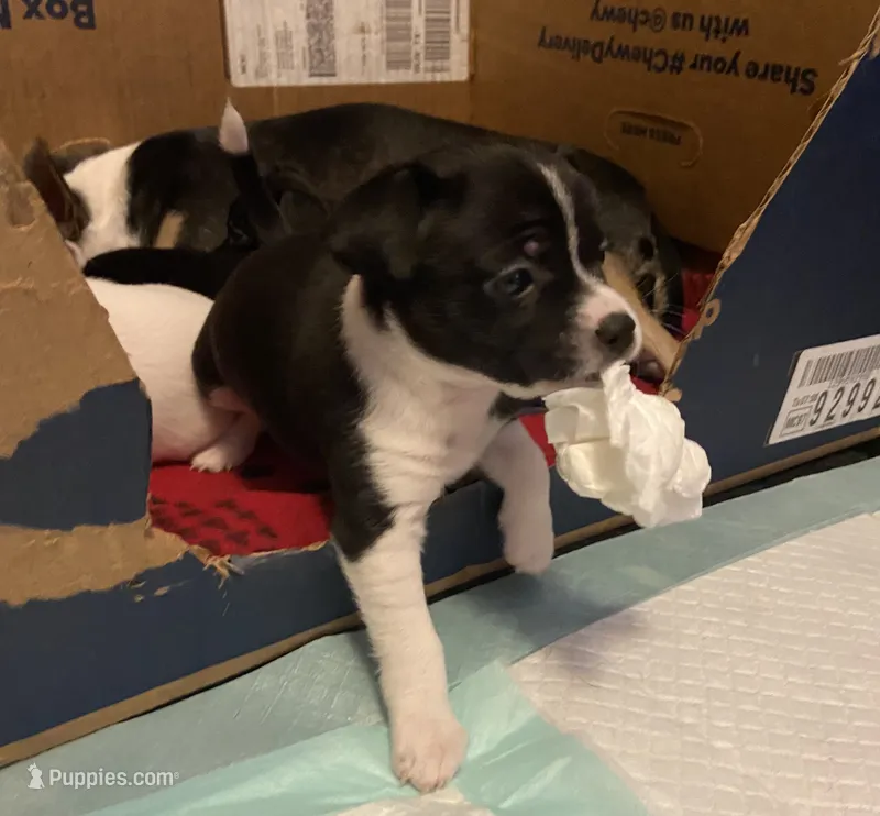 Oreo – Chihuahua puppy for sale in Saucier, MS