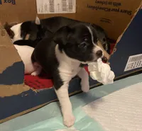 Oreo, a male Chihuahua for sale in Saucier, MS – 1 of 5