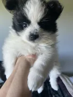 Oscar, a male Pomeranian for sale in Saucier, MS – 10 of 10