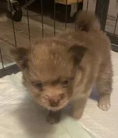 Cutie pie, a female Pomeranian for sale in Saucier, MS – 7 of 10