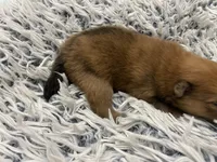 Sable boy, a male Pomeranian for sale in Saucier, MS – 5 of 5