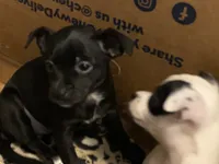 Tiny, a male Chihuahua for sale in Saucier, MS – 2 of 10