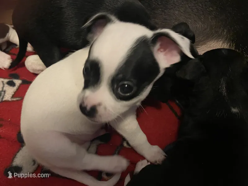 Petey  – Chihuahua puppy for sale in Saucier, MS