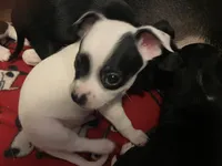 Petey , a male Chihuahua for sale in Saucier, MS – 1 of 4