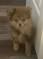 Lucy Lu, a female Pomeranian for sale in Saucier, MS – 5 of 8