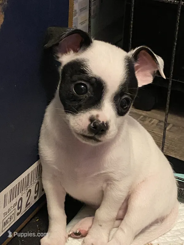 Petey  – Chihuahua puppy for sale in Saucier, MS