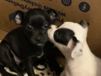 Tiny, a male Chihuahua for sale in Saucier, MS – 4 of 10