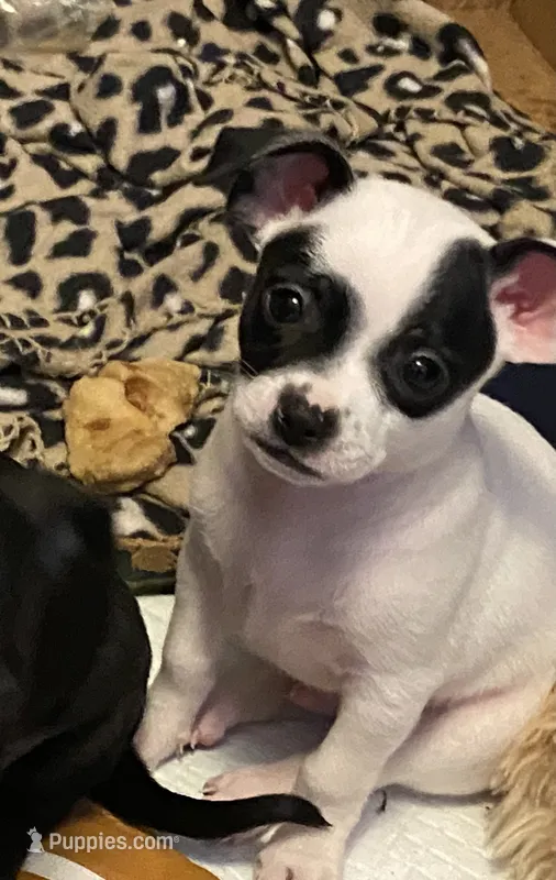 Petey  – Chihuahua puppy for sale in Saucier, MS