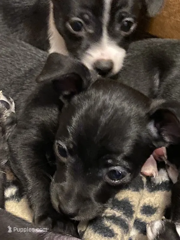 Shadow – Chihuahua puppy for sale in Saucier, MS
