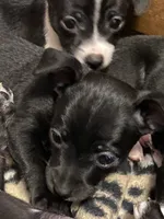 Tiny, a male Chihuahua for sale in Saucier, MS – 5 of 10