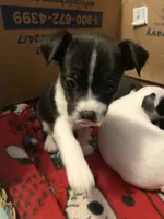 Oreo, a male Chihuahua for sale in Saucier, MS – 3 of 5