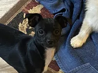 Harley, a male Chihuahua for sale in Saucier, MS – 7 of 7